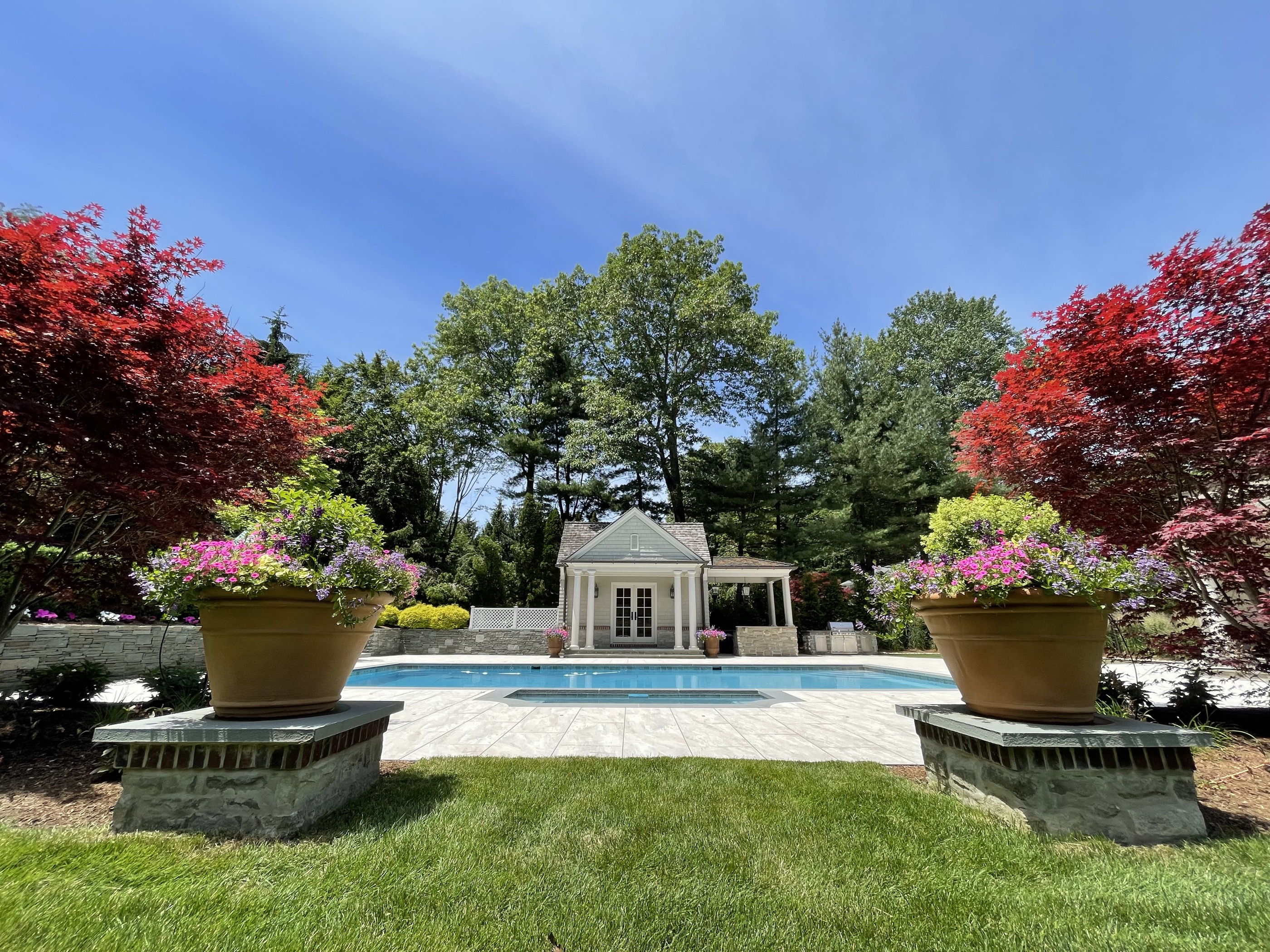 Pool with Japanese maples and pool house